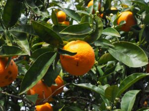 Cheap, Effective Way To Fight Citrus Greening