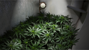 How to Build a Grow Room in 5 Steps