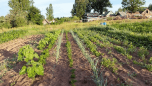Permaculture: is it actually Beneficial for the Planet