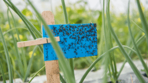 Use Mechanical Pests to Control Organic Pests