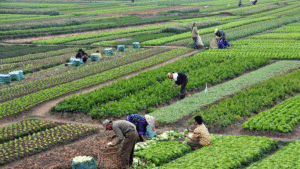 What is Sustainable Agriculture