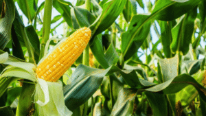 Yields On Corn vs Soybeans