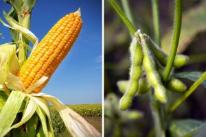 Yields On Corn vs. Soybeans