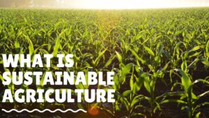 What is Sustainable Agriculture?
