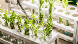 Crop Breeding