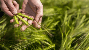 Crop Selection