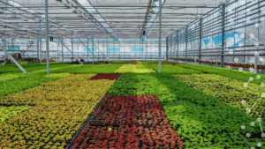 The Future of Smart Greenhouses and CEA