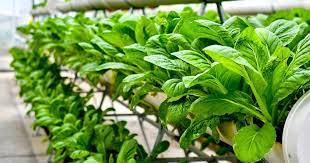 The-Benefits-And-Challenges-Of-Vertical-Farming-And-How-This-Technology-Is-Being-Used-To-Grow-Crops-In-Urban-Environments-theagrotechdaily