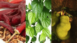 7 Uniquely Indian Agricultural Products with Prestigious GI Tags