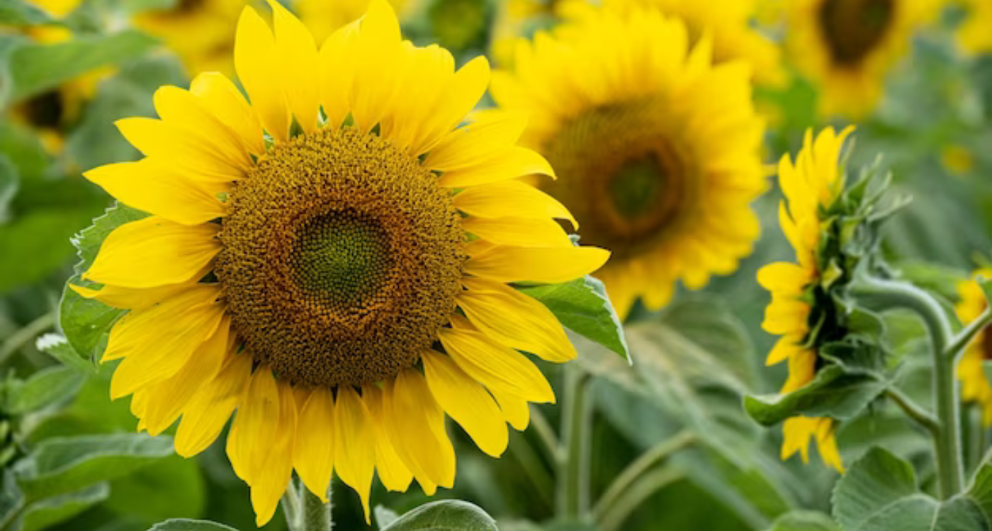 Sunflowers_-Radiant-and-Joyful