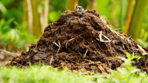 manure