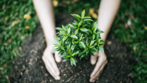Cultivating Sustainability Solutions