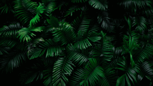 Ferns Lush Green Sanctuary