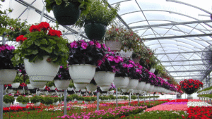 How to start a floriculture business in India