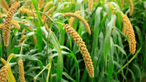 Sustainable Farming with Millets Nurturing a Greener Tomorrow2