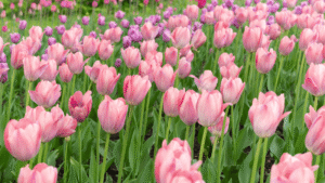 Tulips Spring's Artistry