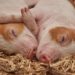 Assam-cull-12000-pigs-due-to-African-Swine-fever