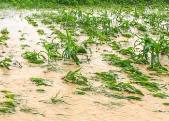 Maharashtra: Tremendous loss in agriculture due to heavy rainfall