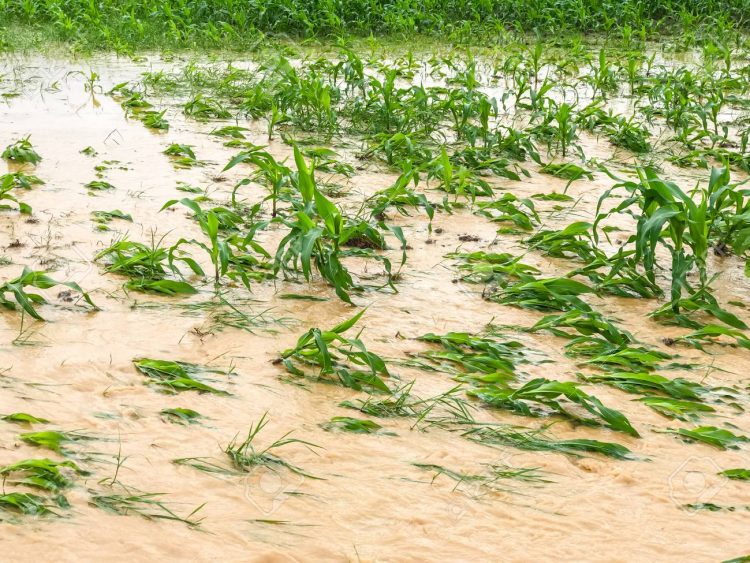 Maharashtra: Tremendous loss in agriculture due to heavy rainfall