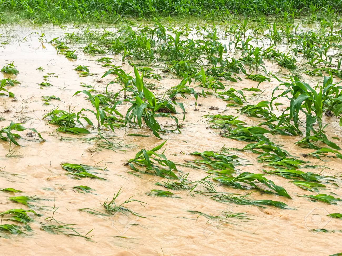 Maharashtra: Tremendous loss in agriculture due to heavy rainfall - The  Agrotech Daily