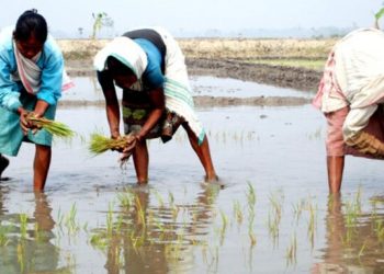 Governement’s paddy procurement at MSP has reached a new maximum