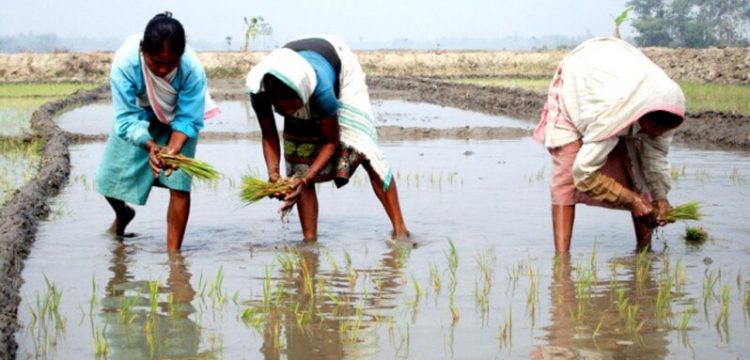 Governement’s paddy procurement at MSP has reached a new maximum