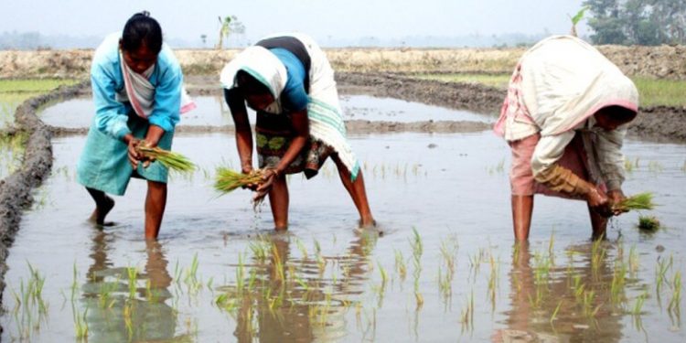 Governement’s paddy procurement at MSP has reached a new maximum