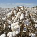 National Fertilizers Limited distributes cotton plucking machines to farmers in Haryana