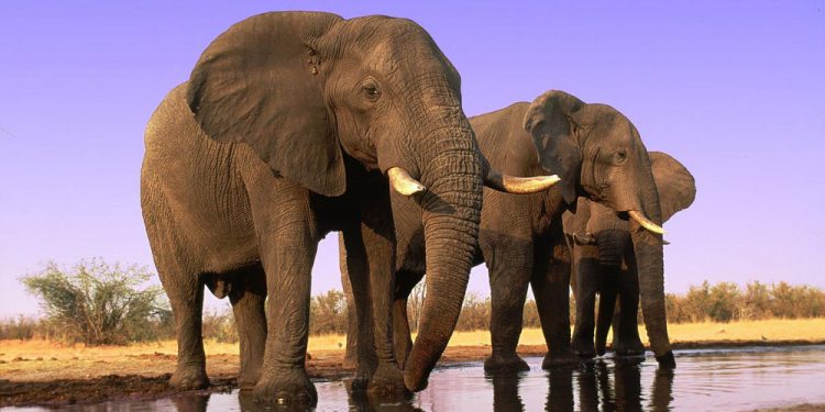 SC gives green signal to Nilgiris Elephant Corridor; assent to right of passage