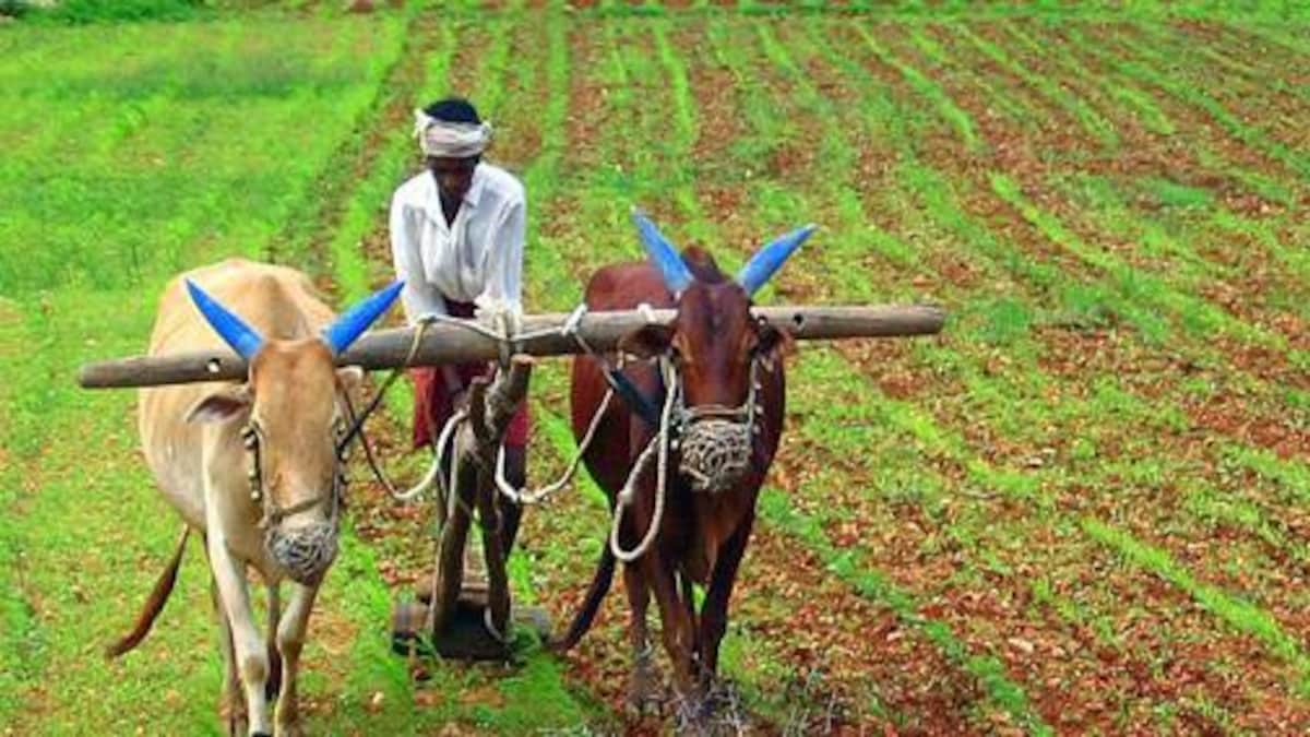 The Interest Waiver Scheme Extended Till December 31 For Agriculture Traders By Rajasthan