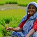 Free Crop Insurance scheme in Andhra Pradesh