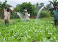 Government has given assent to subsidised loans worth Rs 3,971 crore for micro-irrigation projects