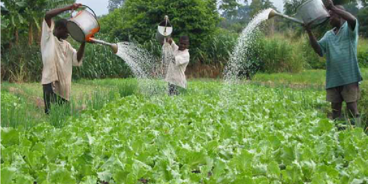 Government has given assent to subsidised loans worth Rs 3,971 crore for micro-irrigation projects