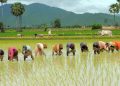 Government continues with procurement of paddy, highest bought from Punjab