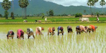 Government continues with procurement of paddy, highest bought from Punjab
