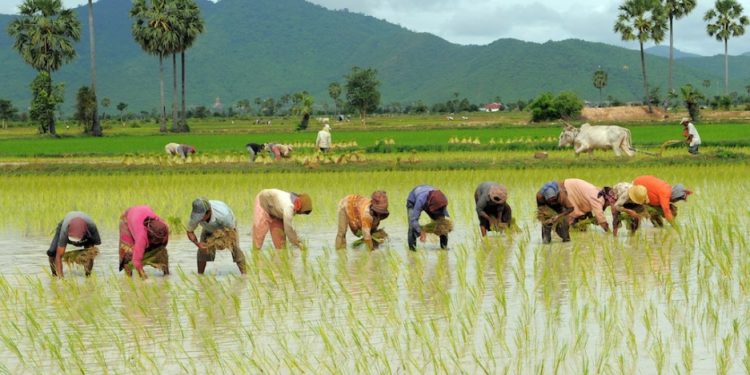 Government continues with procurement of paddy, highest bought from Punjab