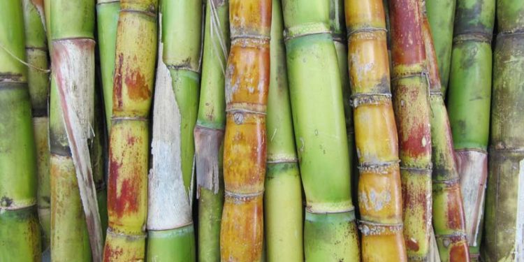 Rise in sugar production upto 3 folds till November 15