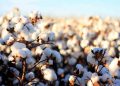 Cotton yield reaches decade-high of 3,10,000 bales: Domestic prices rises upto 25 percent