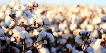 Cotton yield reaches decade-high of 3,10,000 bales: Domestic prices rises upto 25 percent