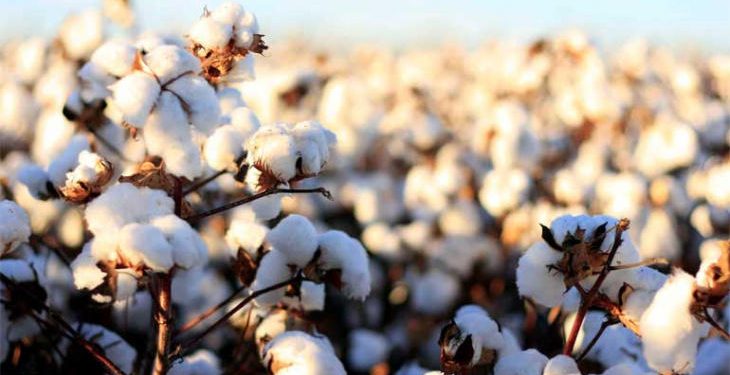 Cotton yield reaches decade-high of 3,10,000 bales: Domestic prices rises upto 25 percent
