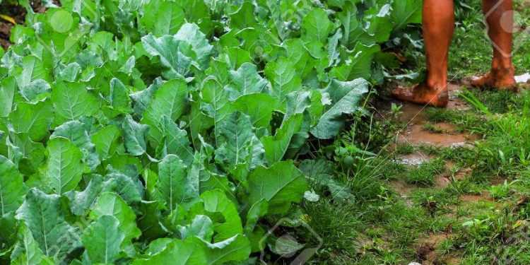 Initiative to dig 730 farm ponds in Orissa: A measure against drought