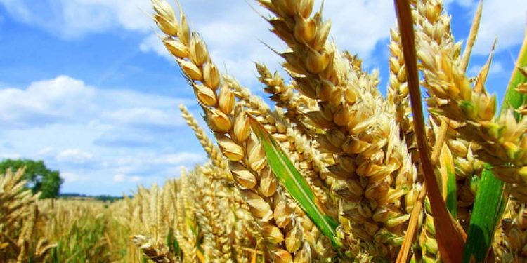 Madhya Pradesh will face crop damage with frost in season