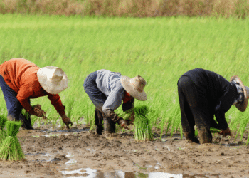 Karnataka government brought a system of personalized crop advice for farmers with tech aid