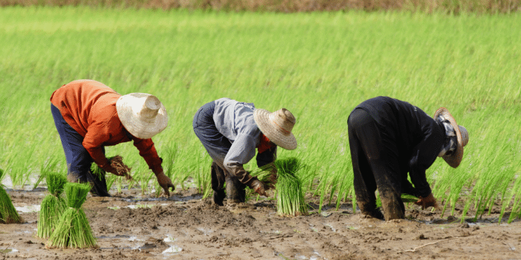 Karnataka government brought a system of personalized crop advice for farmers with tech aid
