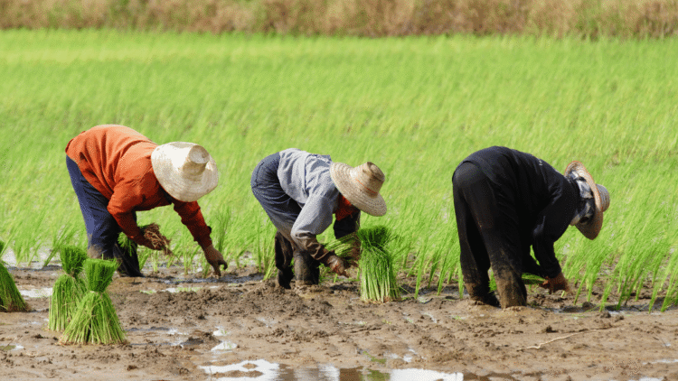 Karnataka government brought a system of personalized crop advice for farmers with tech aid