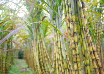 fresh sugarcane in garden