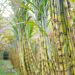 fresh sugarcane in garden