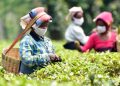 Tea Board released subsidies worth rupees 13.88 crore to Farmers, Producers  and employees