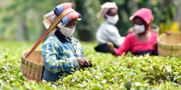 Tea Board released subsidies worth rupees 13.88 crore to Farmers, Producers  and employees