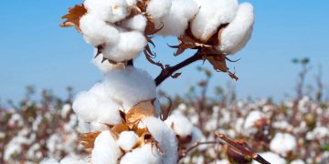 5 lakh cotton farmers aided with Rs 6,314 crore: Smriti Irani